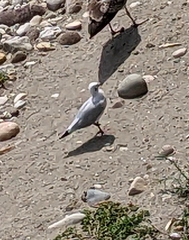 Chroicocephalus ridibundus