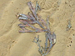 Fucus vesiculosus