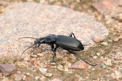 Pterostichus niger