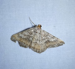 Macaria distribuaria