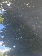 Sapindaceae