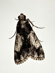 Salma melapastalis