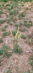 Verbascum songaricum