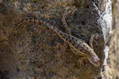 Sceloporus