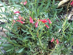 Penstemon barbatus
