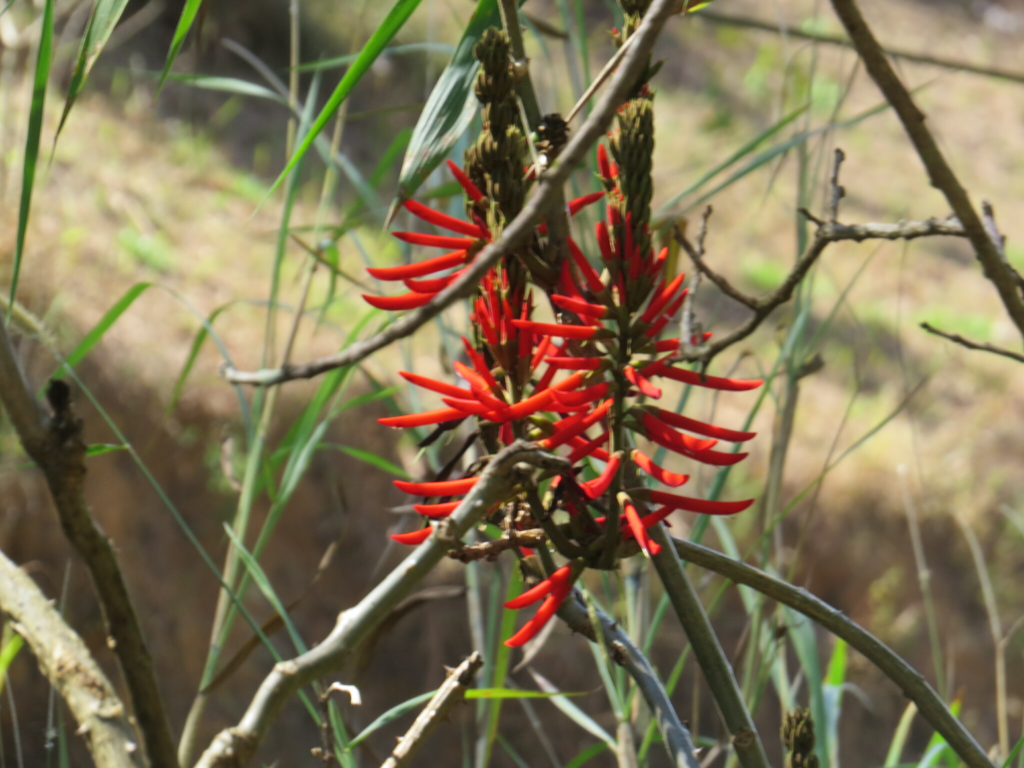 Erythrina speciosa