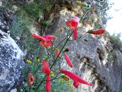 Penstemon barbatus