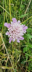 Scabiosa