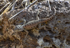Sceloporus