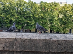 Columba livia domestica