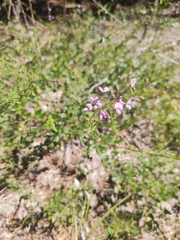 Desmodium ciliare