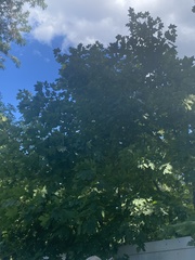 Acer platanoides