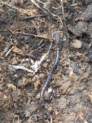 Scolopendridae