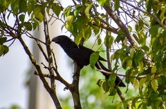 Crotophaga sulcirostris