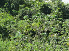 Cecropia pachystachya