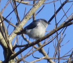 Conirostrum speciosum