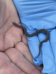 Tropidoclonion lineatum