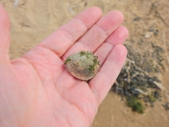Cerastoderma edule