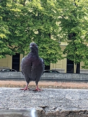 Columba livia domestica