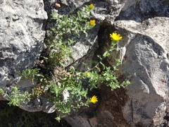 Heterotheca hirsutissima