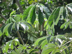 Cecropia pachystachya