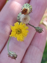 Hypochaeris chillensis
