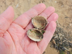 Cerastoderma edule