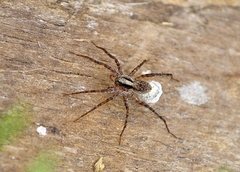 Pardosa lugubris