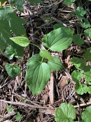 Smilax ecirrhata