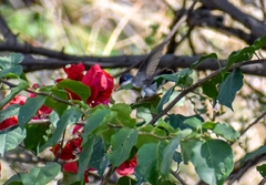 Leucolia violiceps