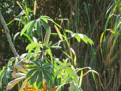 Cecropia pachystachya
