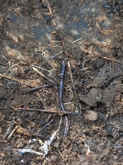 Scolopendridae