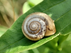 Monacha cartusiana