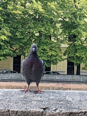 Columba livia domestica
