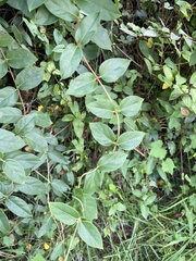 Hydrangea paniculata