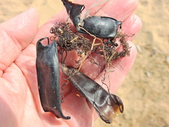 Scyliorhinus canicula