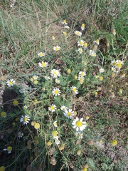 Anthemis arvensis