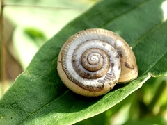 Monacha cartusiana
