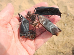 Scyliorhinus canicula