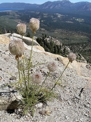 Pulsatilla occidentalis