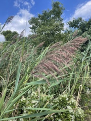 Phragmites