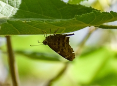 Thorybes dorantes dorantes