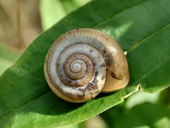Monacha cartusiana