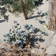 Eryngium maritimum