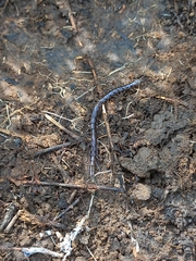 Scolopendridae