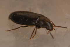 Scotochroa basalis