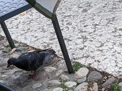 Columba livia domestica