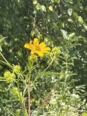 Bidens polylepis