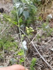 Commicarpus scandens