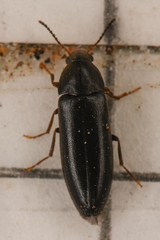 Scotochroa basalis